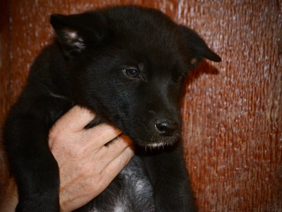 Harvest Litter - 6 weeks old - Raven