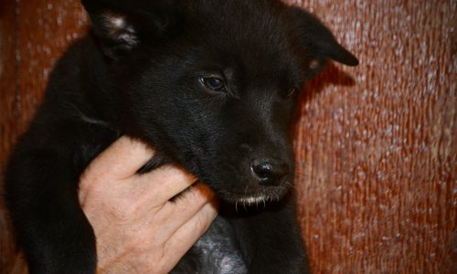 Harvest Litter - 6 weeks old - Raven