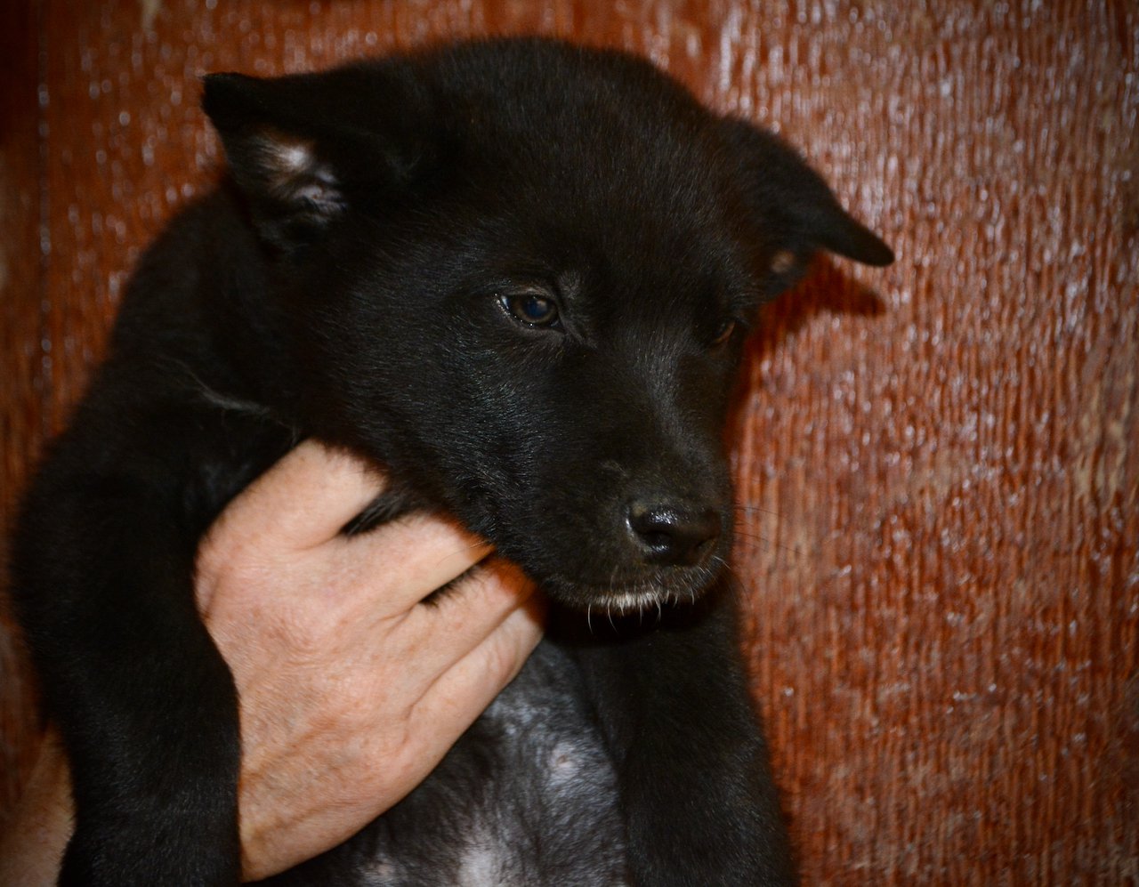 Harvest Litter - 6 weeks old - Raven