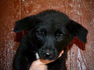 Harvest Litter - 6 weeks old - Licorice