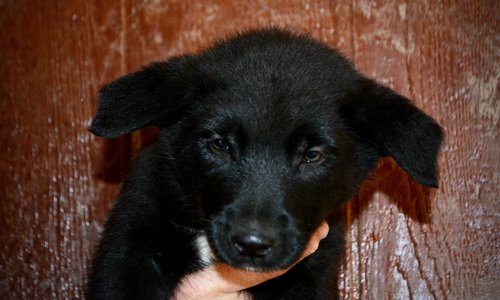 Harvest Litter - 6 weeks old - Licorice