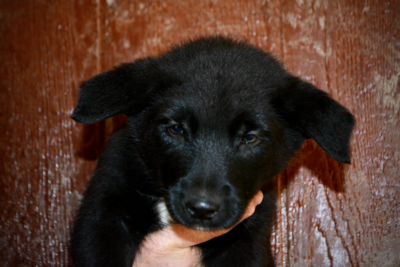 Harvest Litter - 6 weeks old - Licorice