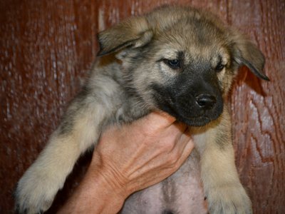 Harvest Litter - 6 weeks old - Dell