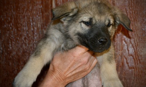 Harvest Litter - 6 weeks old - Dell