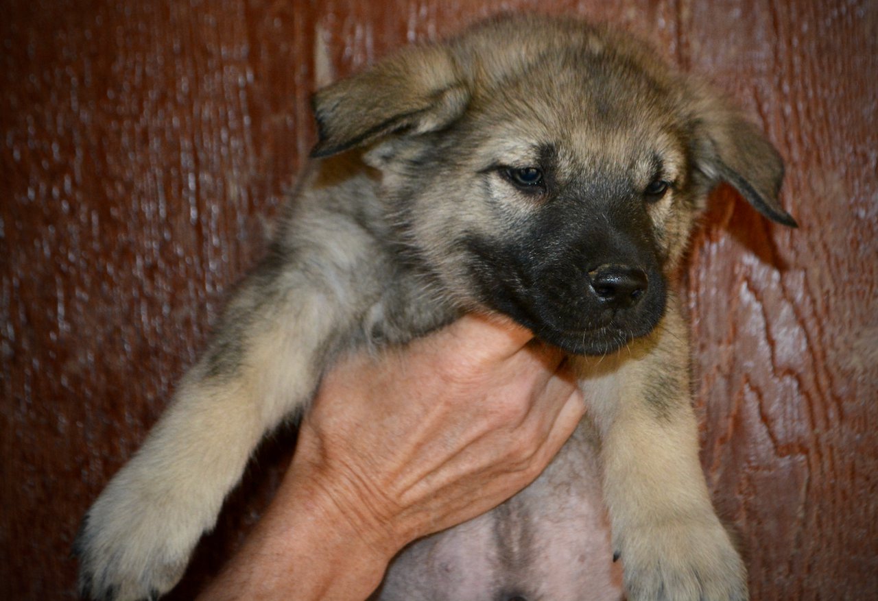 Harvest Litter - 6 weeks old - Dell