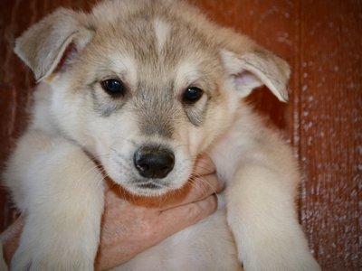 Muscle Car Litter - 6 weeks old - Mustang