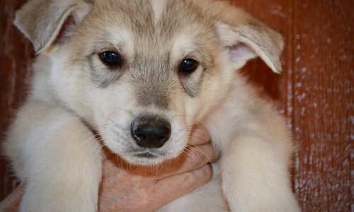 Muscle Car Litter - 6 weeks old - Mustang