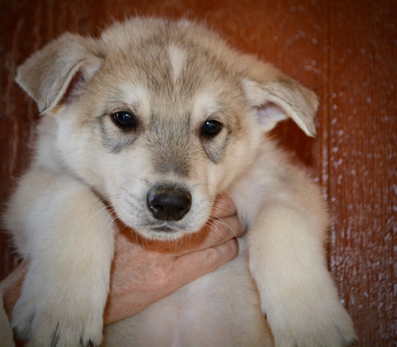 Muscle Car Litter - 6 weeks old - Mustang