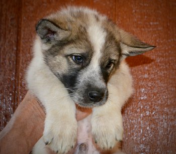 Muscle Car Litter - 6 weeks old - Challenger