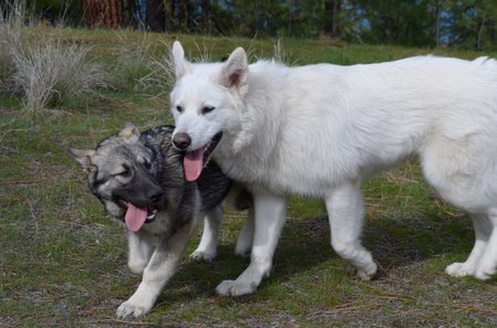 Darla and Triton enjoying a beautiful spring day.