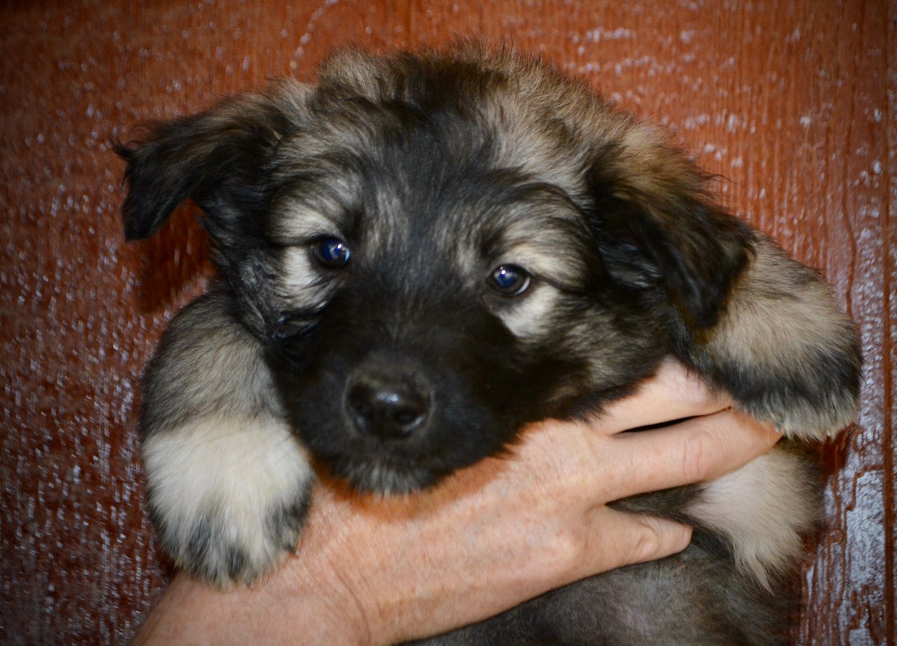 Muscle Car Litter - 6 weeks old - Barracuda