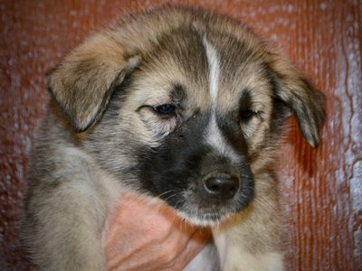 Muscle Car Litter - 6 weeks old - Shelby