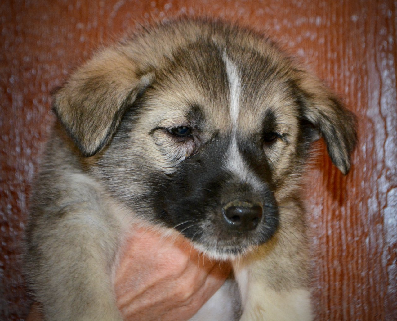 Muscle Car Litter - 6 weeks old - Shelby