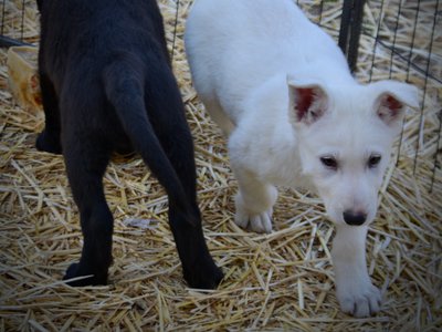 Candy Crush - 9 weeks old - Mr Toffee&Valentine
