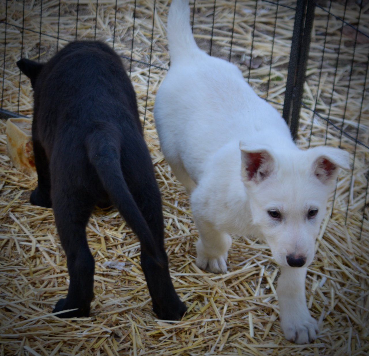 Candy Crush - 9 weeks old - Mr Toffee&Valentine