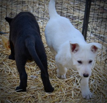 Candy Crush - 9 weeks old - Mr Toffee&Valentine