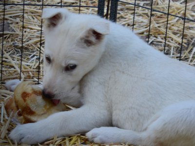 Be Mine - 8 weeks old - Valentine2