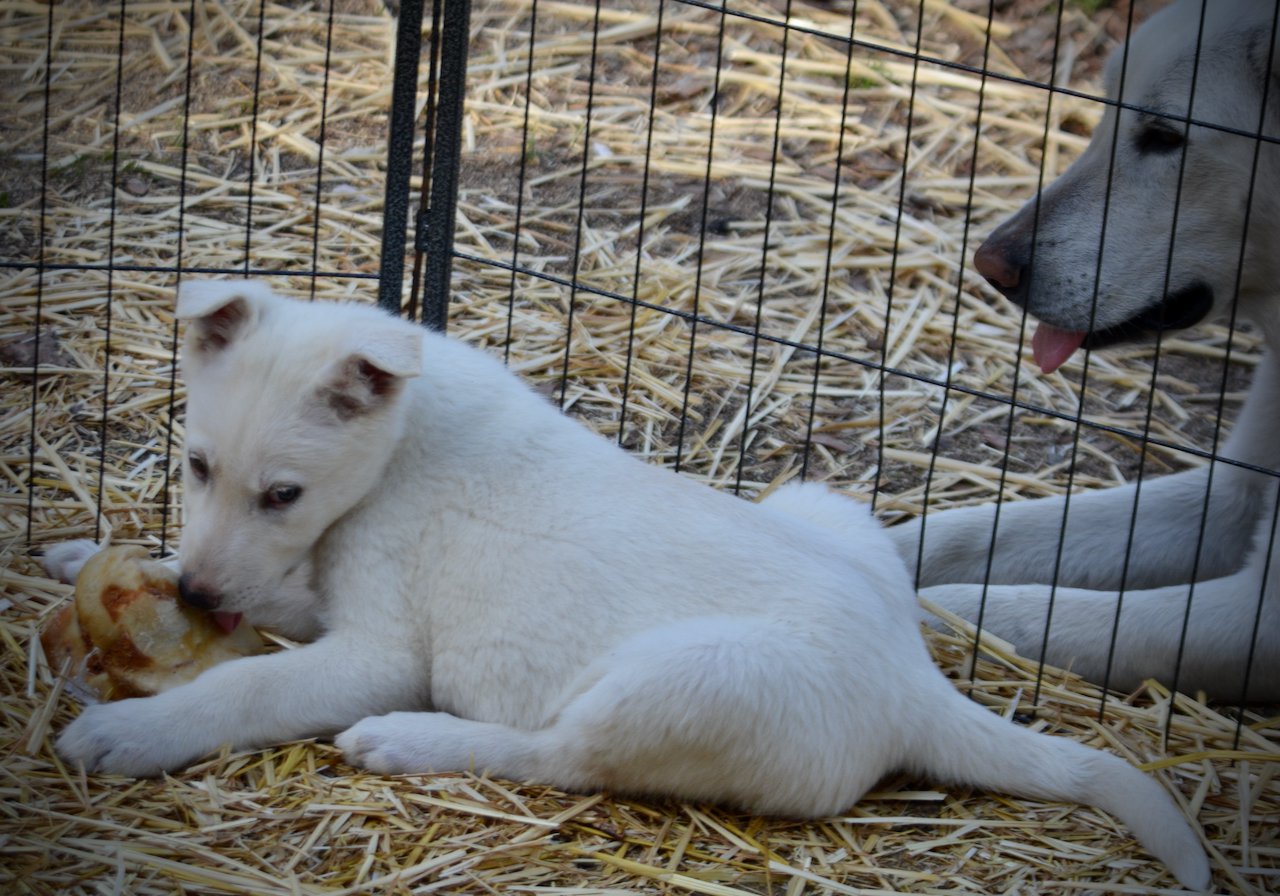 Be Mine - 8 weeks old - Valentine2