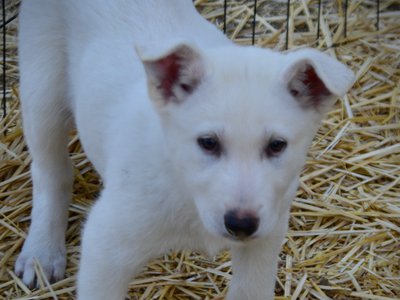 Be Mine - 8 weeks old - Valentine1