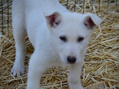 Be Mine - 8 weeks old - Valentine1
