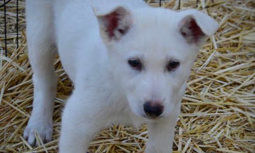 Be Mine - 8 weeks old - Valentine1