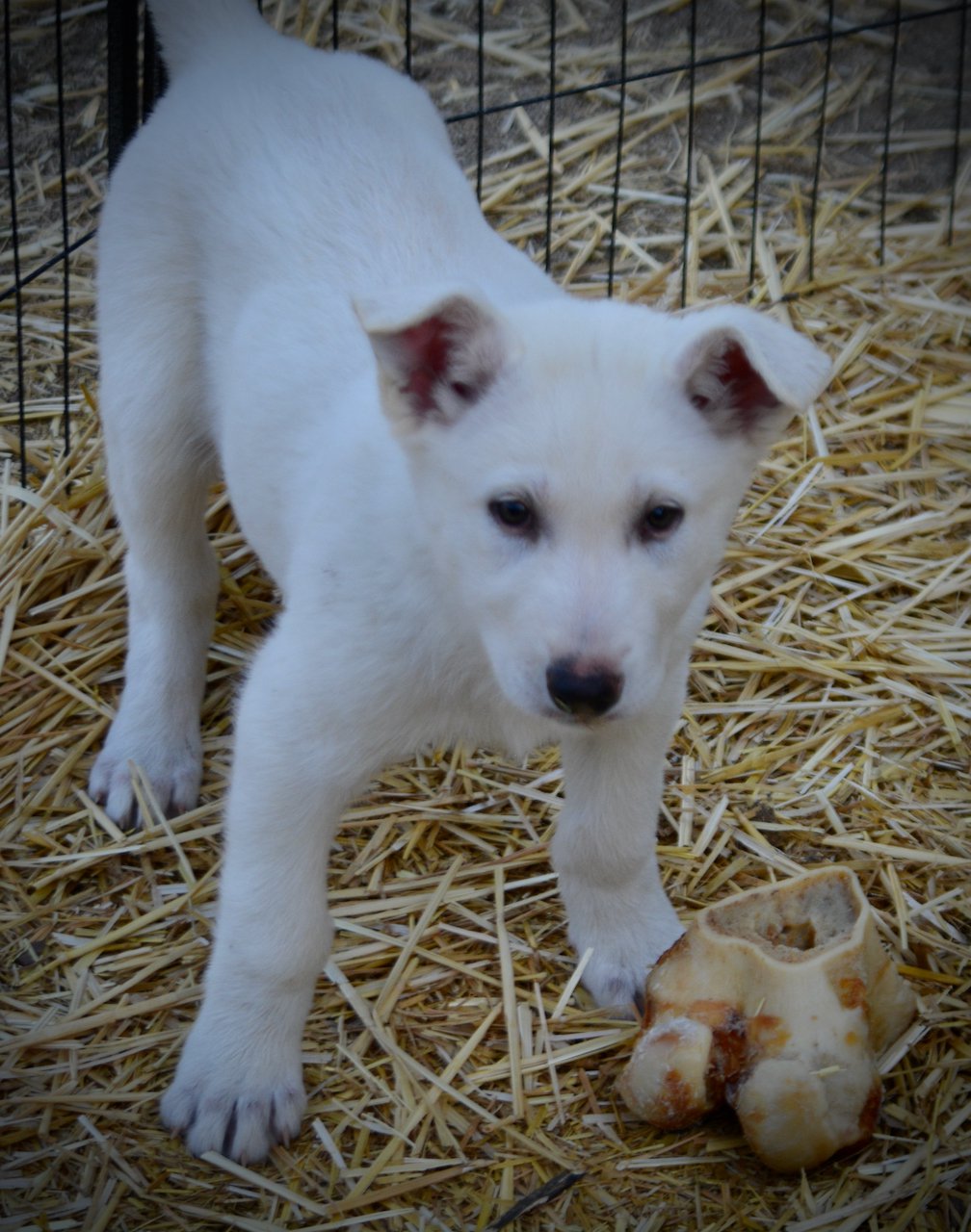 Be Mine - 8 weeks old - Valentine1