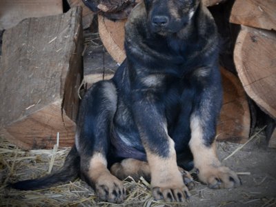 Big Dog - 11 weeks old - Brutus-sitting