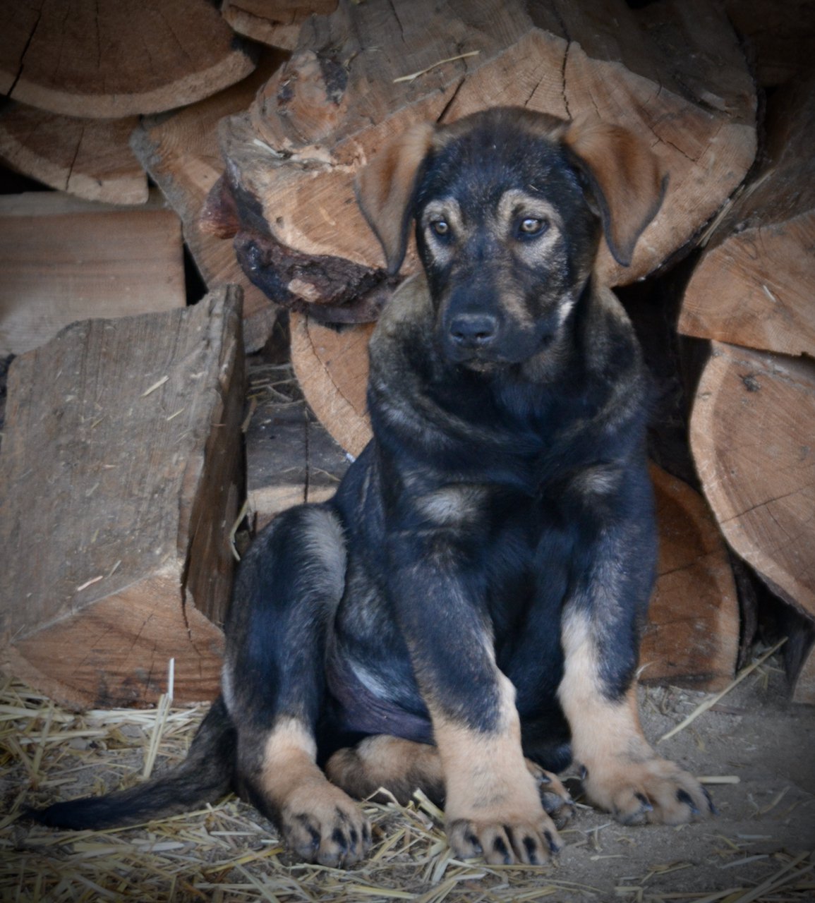 Big Dog - 11 weeks old - Brutus-sitting