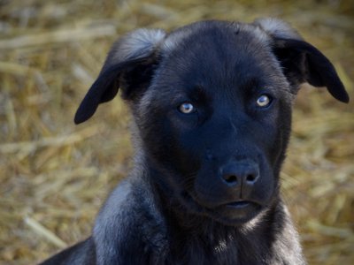Big Dog - 11 weeks old - Colossus - face shot