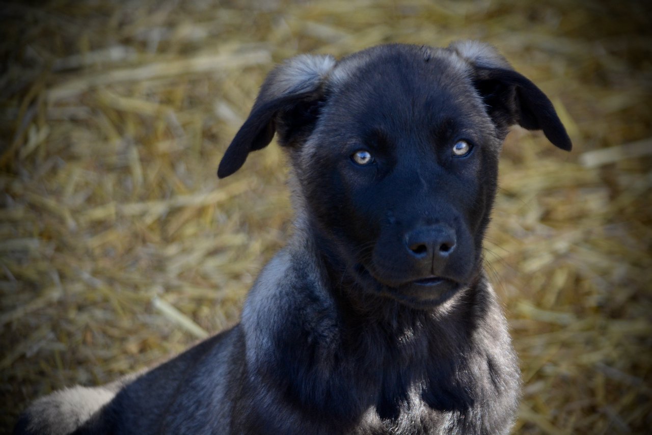 Big Dog - 11 weeks old - Colossus - face shot