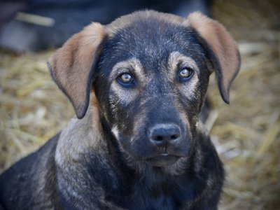 Big Dog - 11 weeks old - Brutus-face
