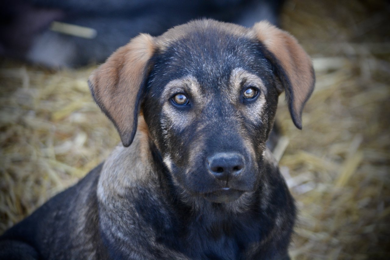 Big Dog - 11 weeks old - Brutus-face
