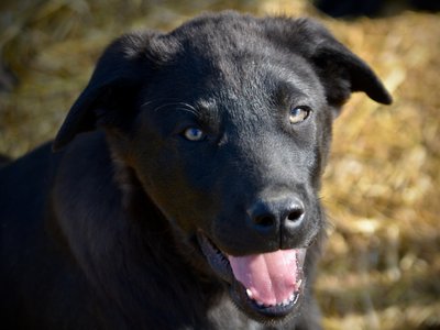 Big Dog Litter - 11 weeks old - Spartacus-smile