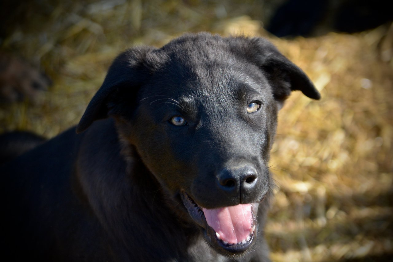 Big Dog Litter - 11 weeks old - Spartacus-smile