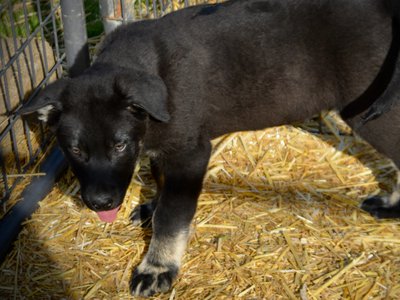 Big Dog - 11 weeks old - Rogue1