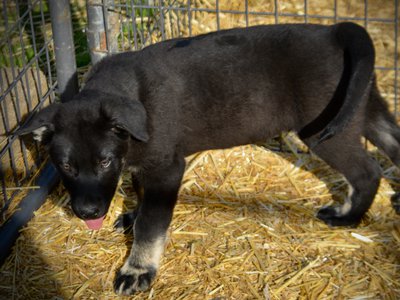 Big Dog - 11 weeks old - Rogue1