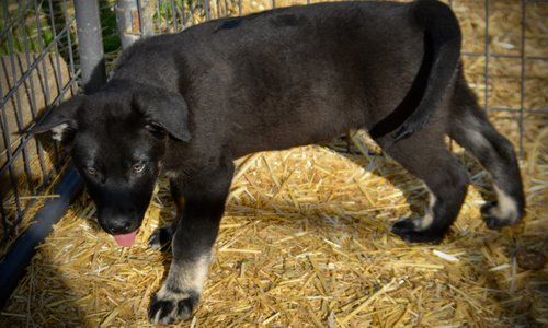 Big Dog - 11 weeks old - Rogue1