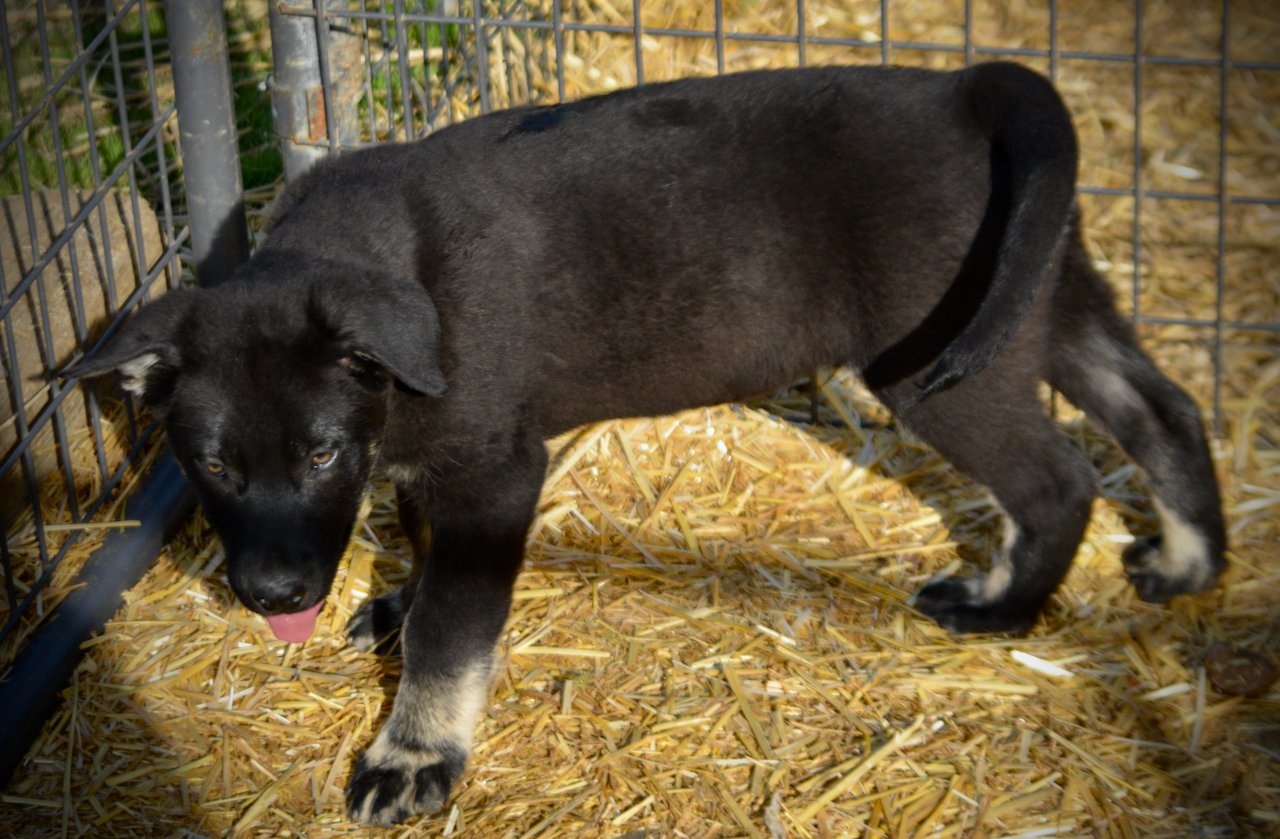 Big Dog - 11 weeks old - Rogue1