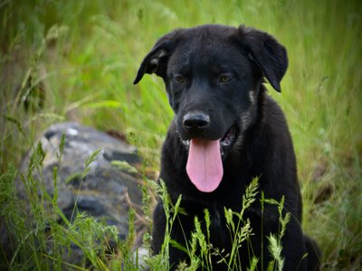 Big Dog Litter - 13 weeks old - Rogue1