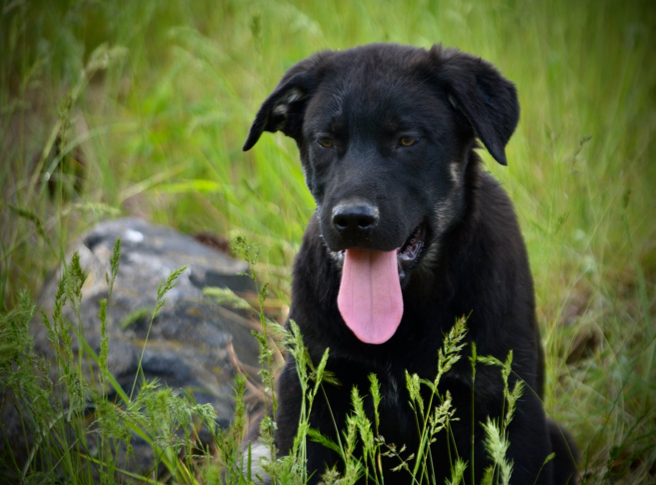 Big Dog Litter - 13 weeks old - Rogue1