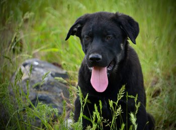 Big Dog Litter - 13 weeks old - Rogue1