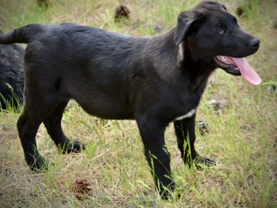 Big Dog Litter - 13 weeks old - Attila1