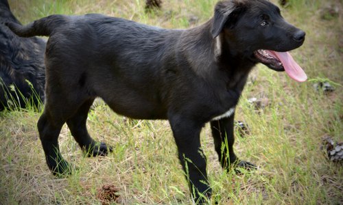 Big Dog Litter - 13 weeks old - Attila1
