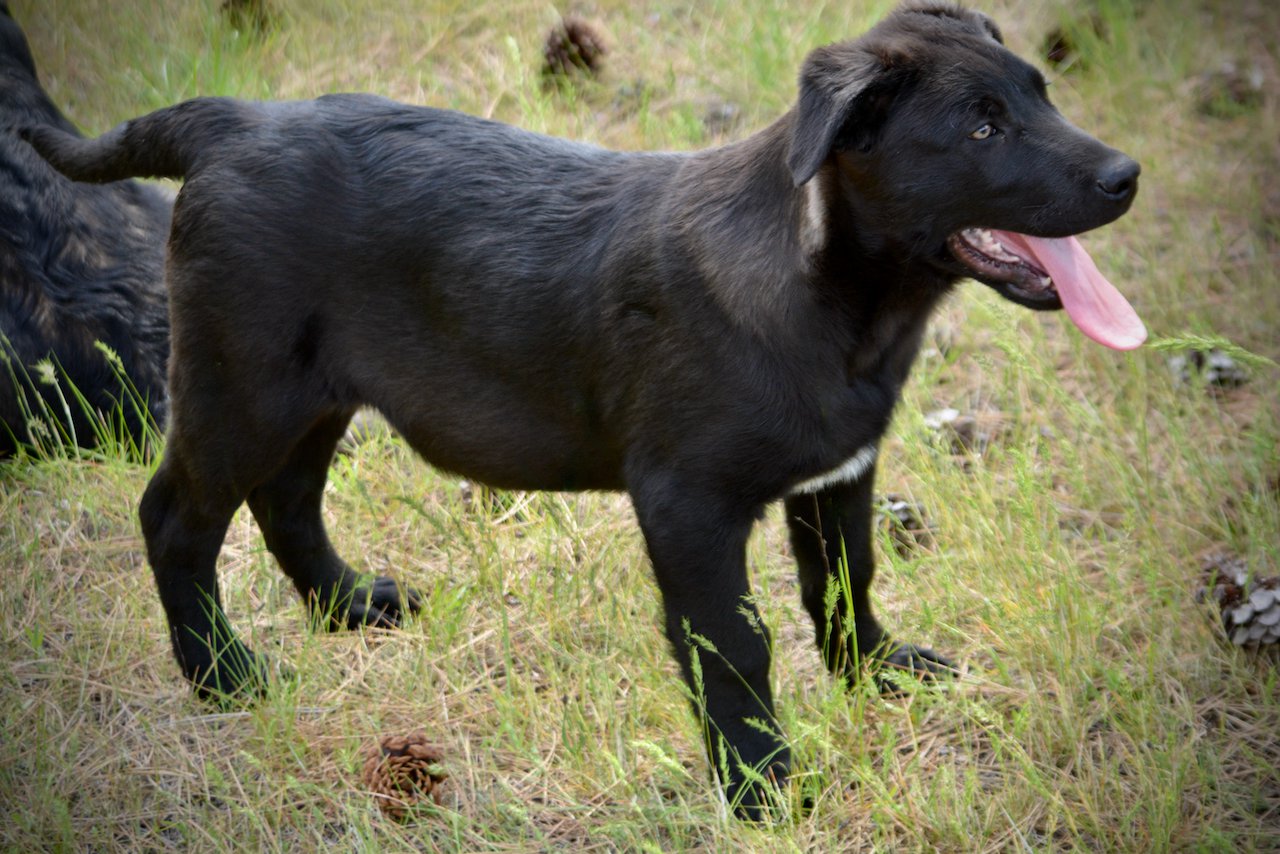Big Dog Litter - 13 weeks old - Attila1