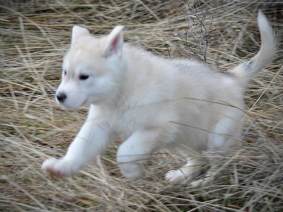 American Alsatian puppy leaping through the forest.
