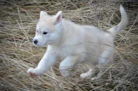 American Alsatian puppy leaping through the forest.