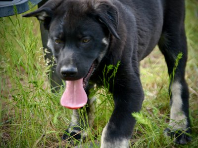 Big Dog Litter - 13 weeks old - Rogue2