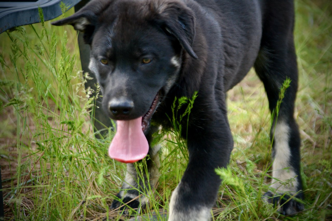 Big Dog Litter - 13 weeks old - Rogue2