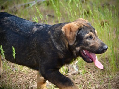 Big Dog Litter - 13 weeks old - Brutus1