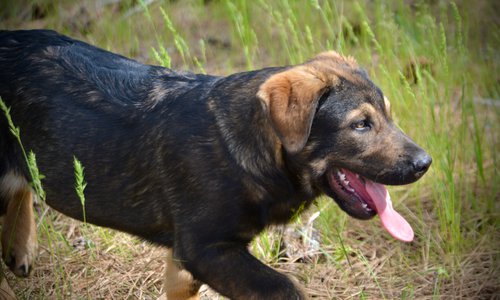 Big Dog Litter - 13 weeks old - Brutus1